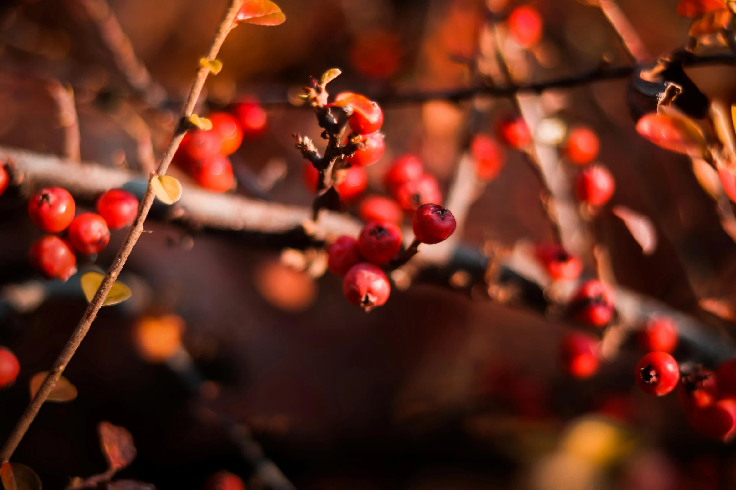 red berries on tree nches in autumn