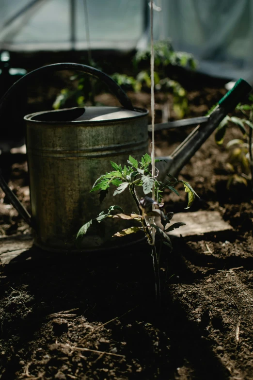 a metal pot holding a plant and a watering hose