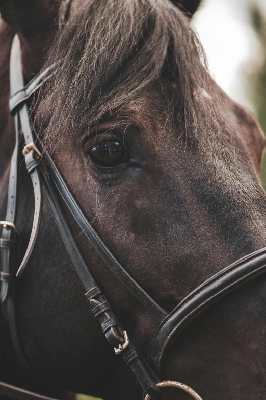 close up pograph of horse with bridal eye