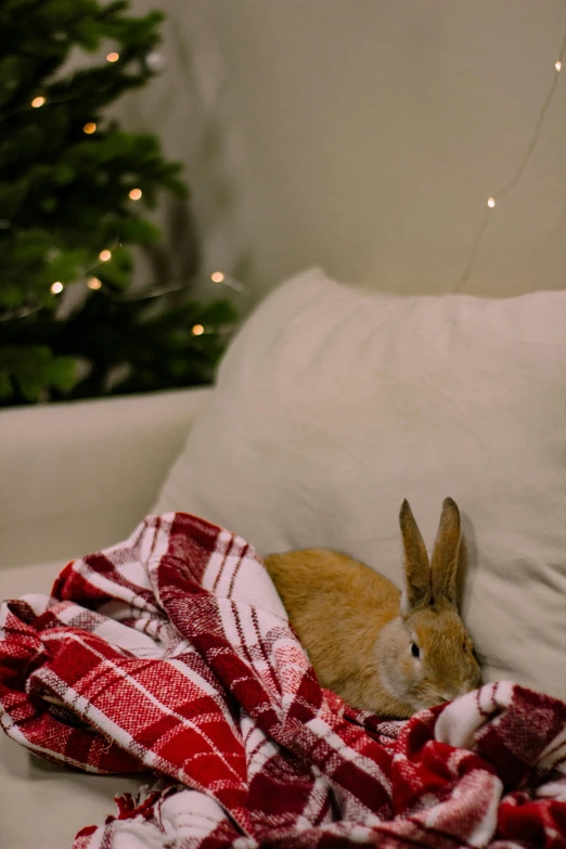 a rabbit that is sitting in a blanket on a couch