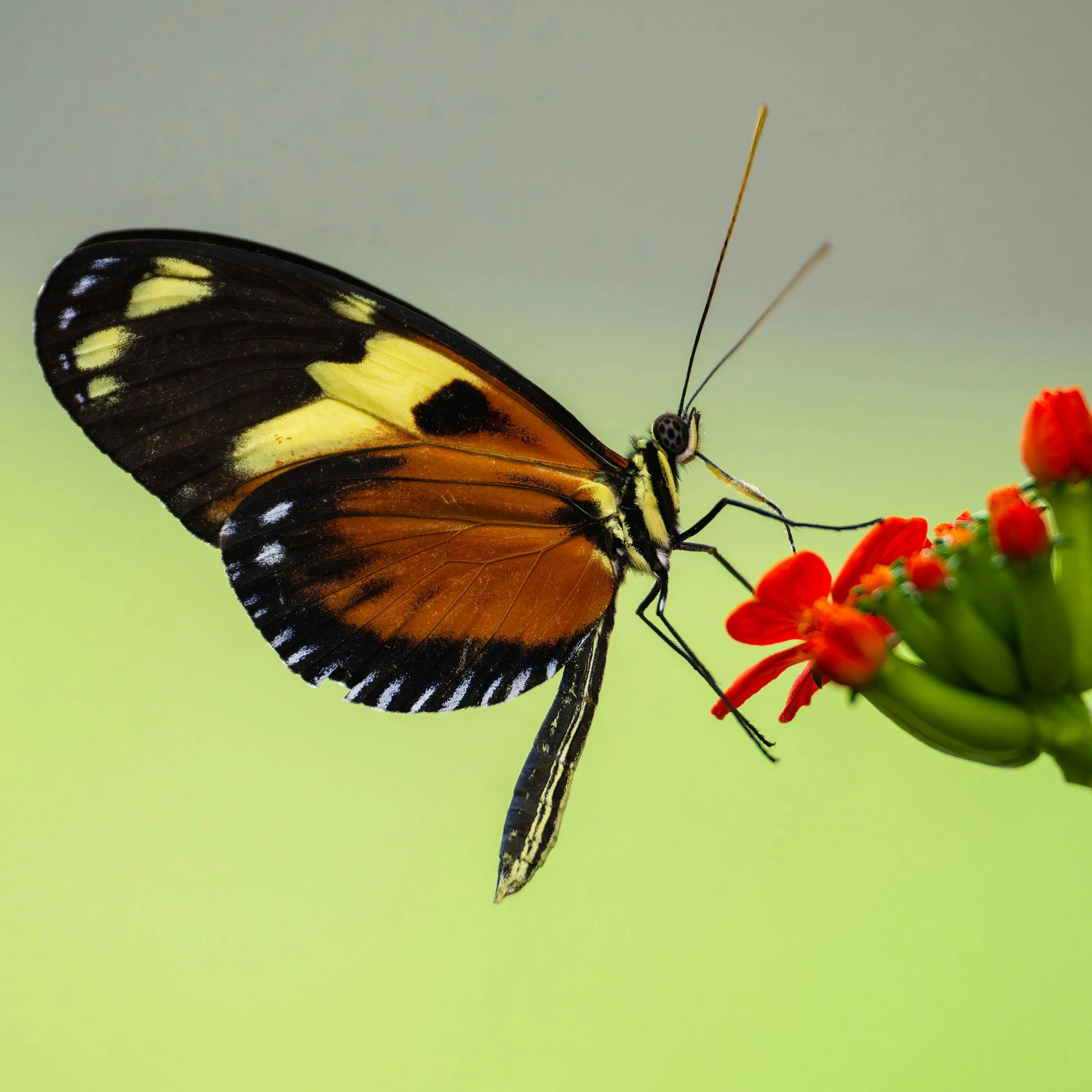 a very pretty erfly sitting on top of a flower