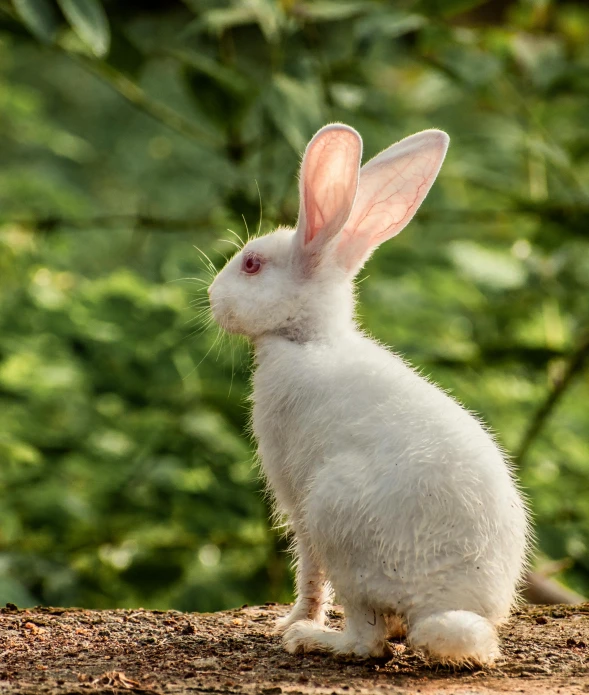 white rabbit sitting on a tree nch with green foliage behind it