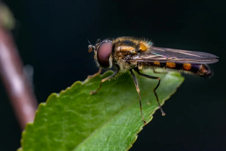 this insect has lots of flies, like a fly with an ear tag and no wings