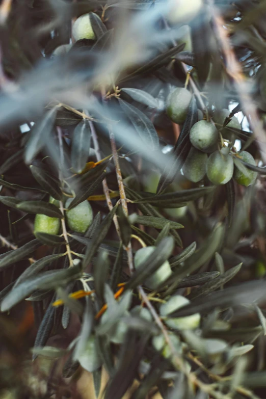 some olives on an olive tree that is ripe