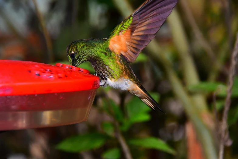 a small hummingbird feeding from a red feeder