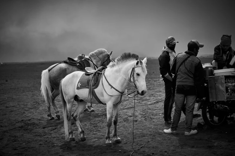 two horses with their riders hitched together