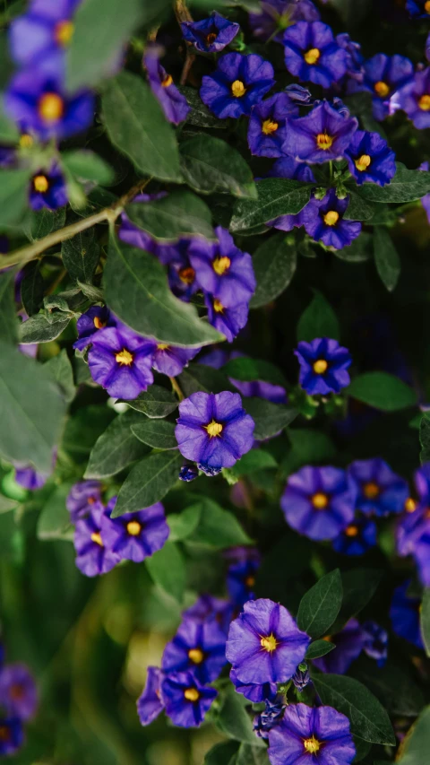 small purple flowers surrounded by green leaves