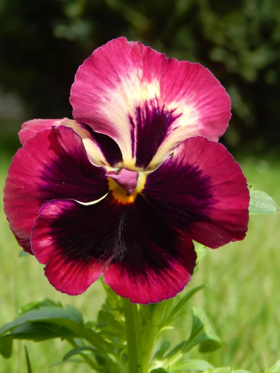 a purple flower with yellow stamen in the middle