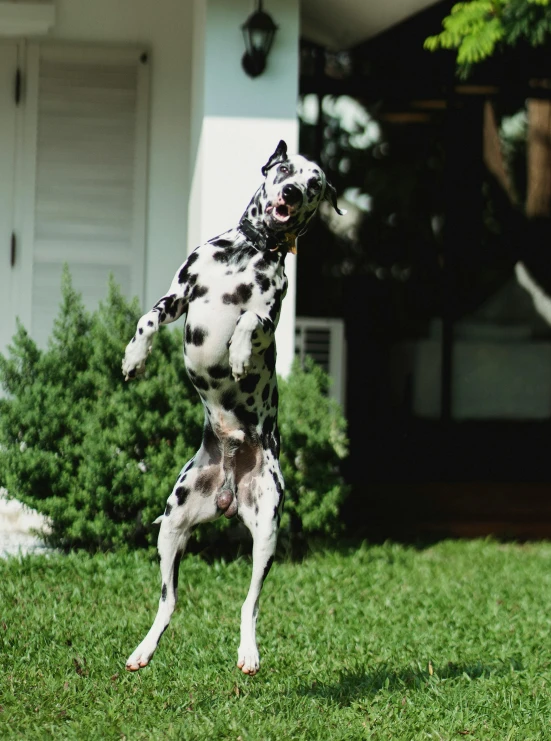 a dalmatian dog jumping to catch a disc in a yard