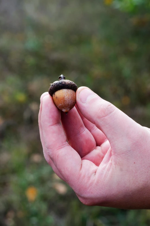 someone holding out a tiny acorn with its thumb to it