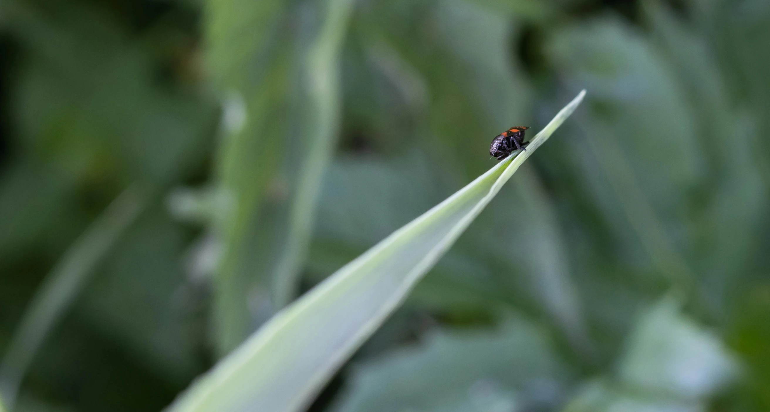 a closeup s of a bug on a leaf