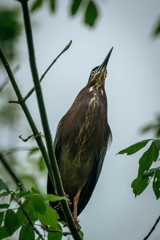 a bird sitting on the nch of a tree