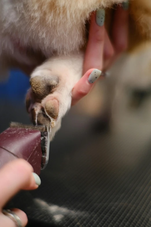 a dog holding onto the toe of a hand while its paw is extended