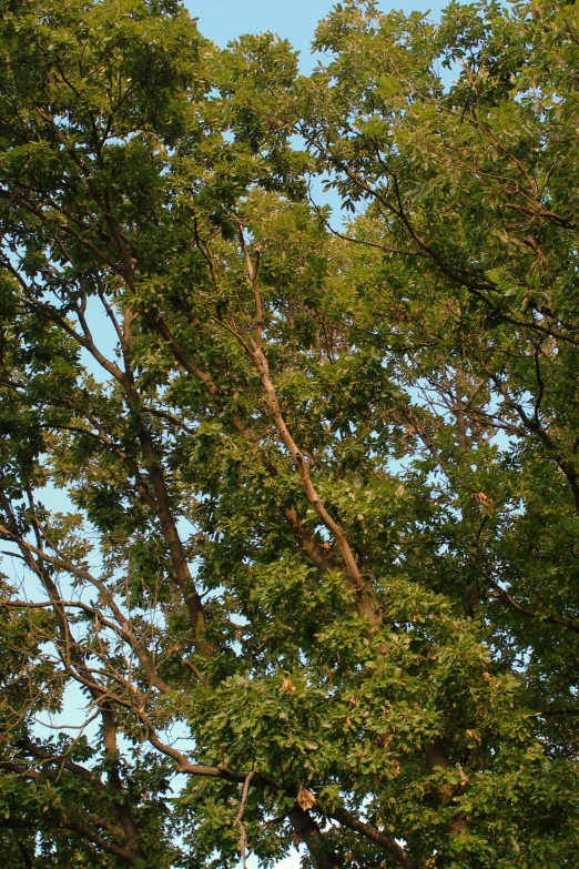 an outdoor clock is next to a tree