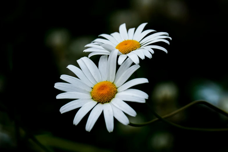 two white flowers with yellow centers in the middle