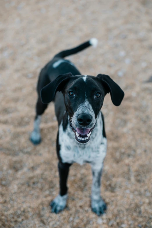 a small black and white dog standing in a sandy area