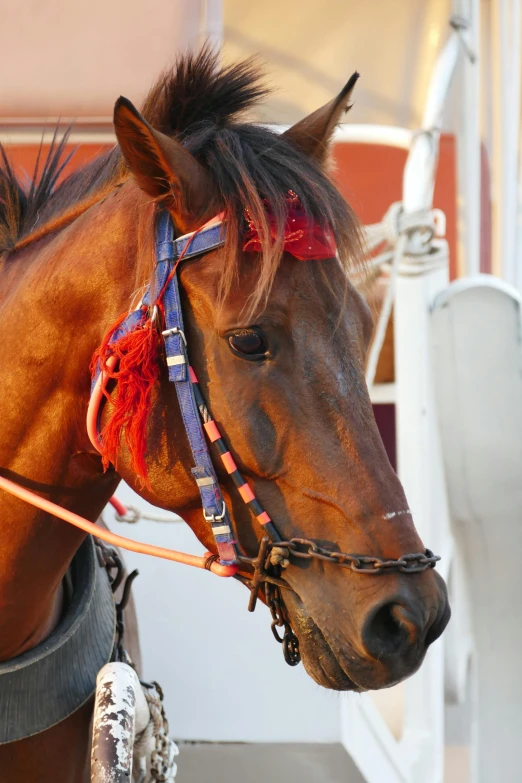 there is a brown horse wearing a bridle