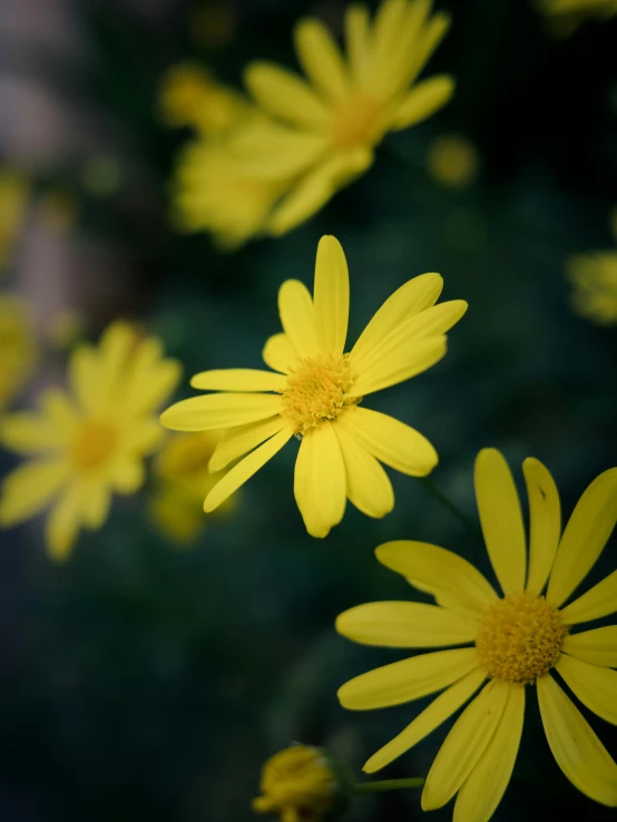 yellow flowers with bright yellow centers are shown here