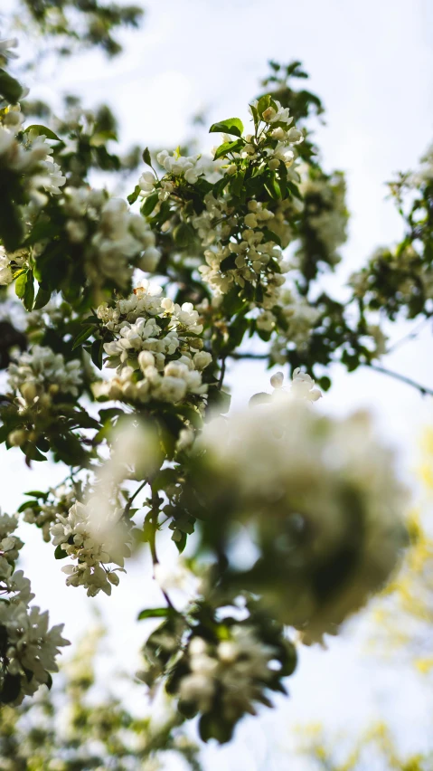 the leaves and buds of some kind of tree