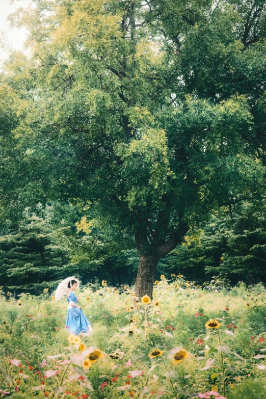 a woman in a blue dress stands on a large field of sunflowers