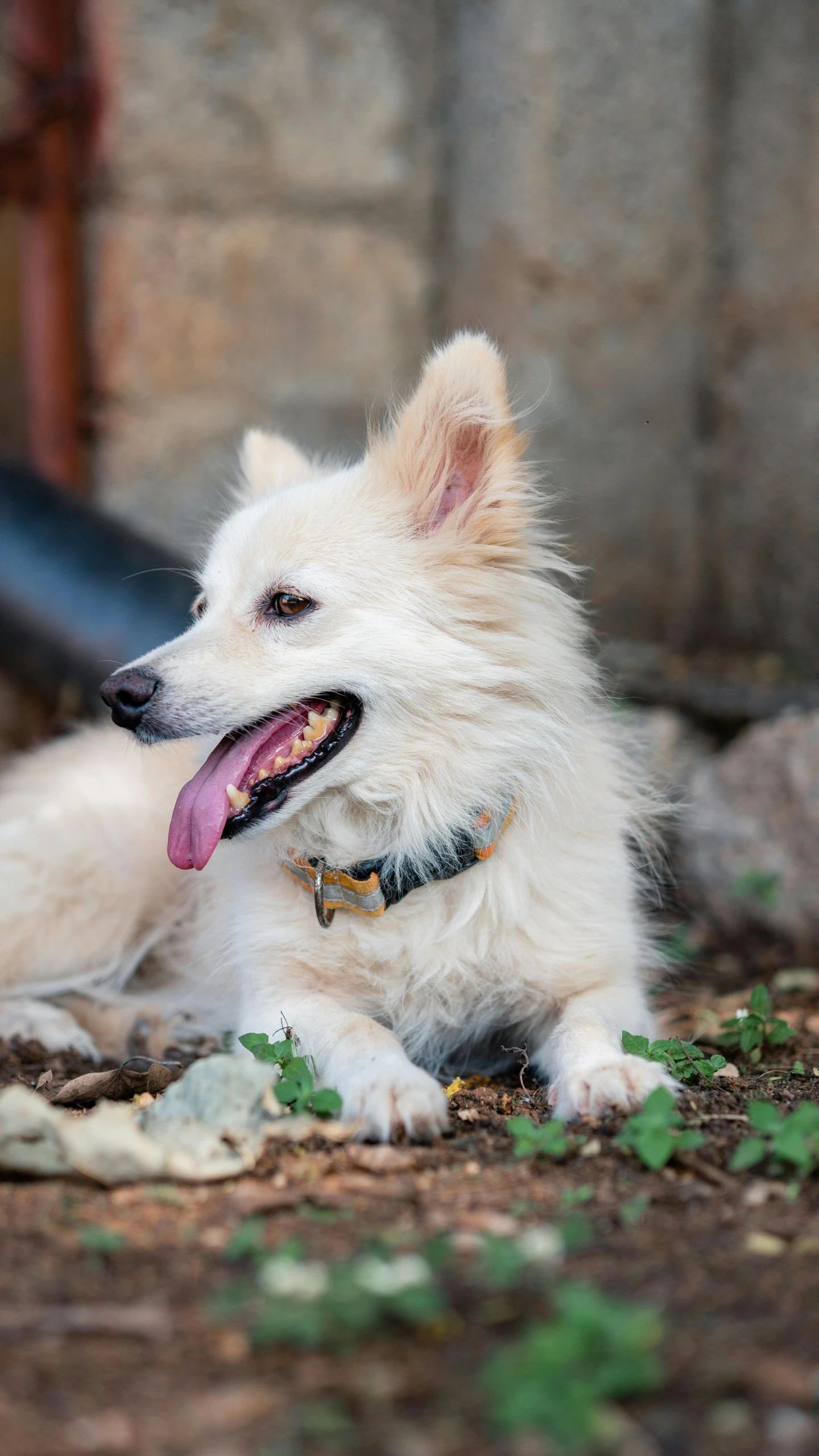 white dog sitting on the ground in dirt area