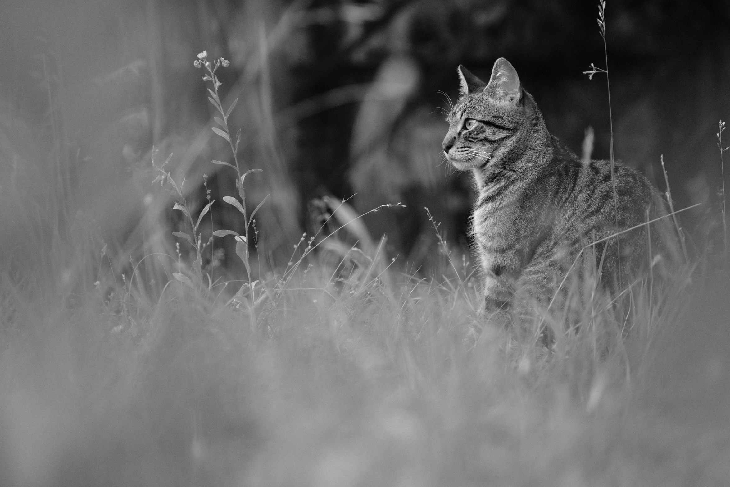 black and white po of a cat in a field