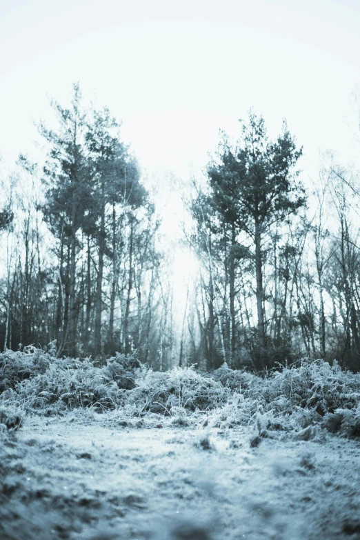 a grassy area surrounded by lots of tall trees