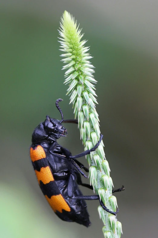 the insect is sitting on the flower bud