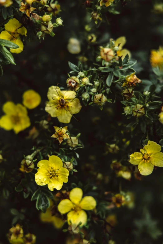 a group of flowers with yellow petals on them