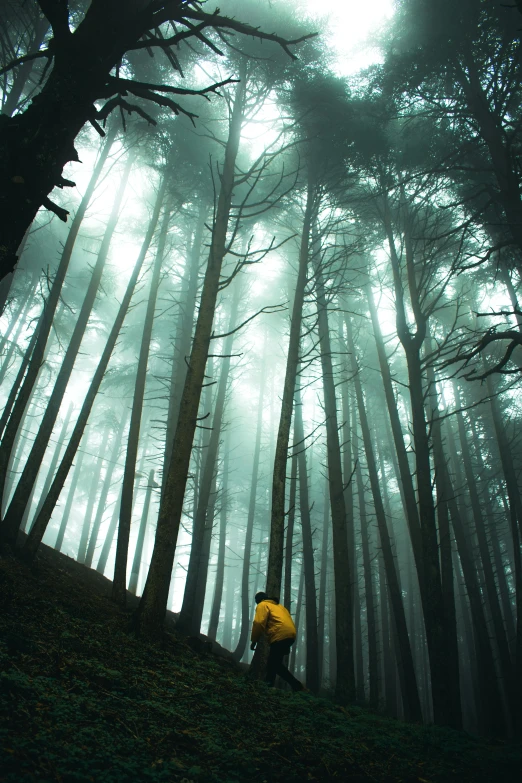 a person in the woods with an umbrella