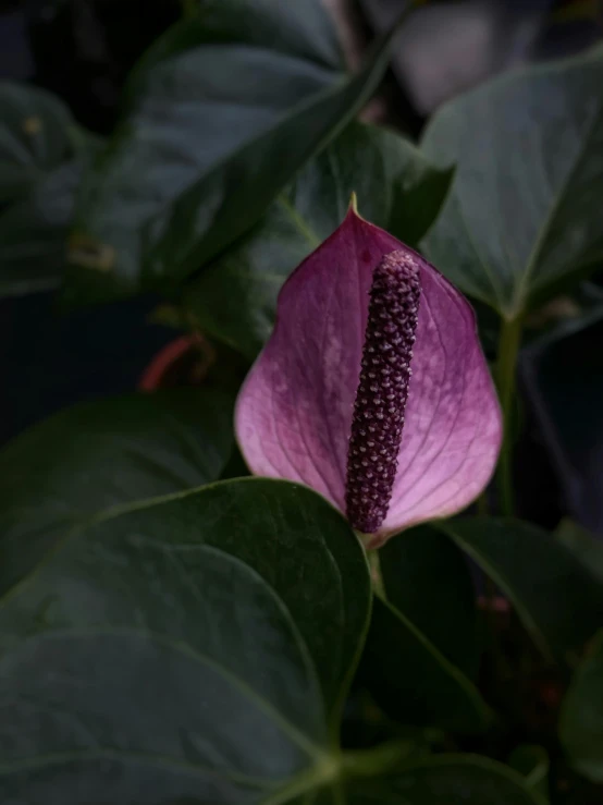 a close up of a flower with leaves