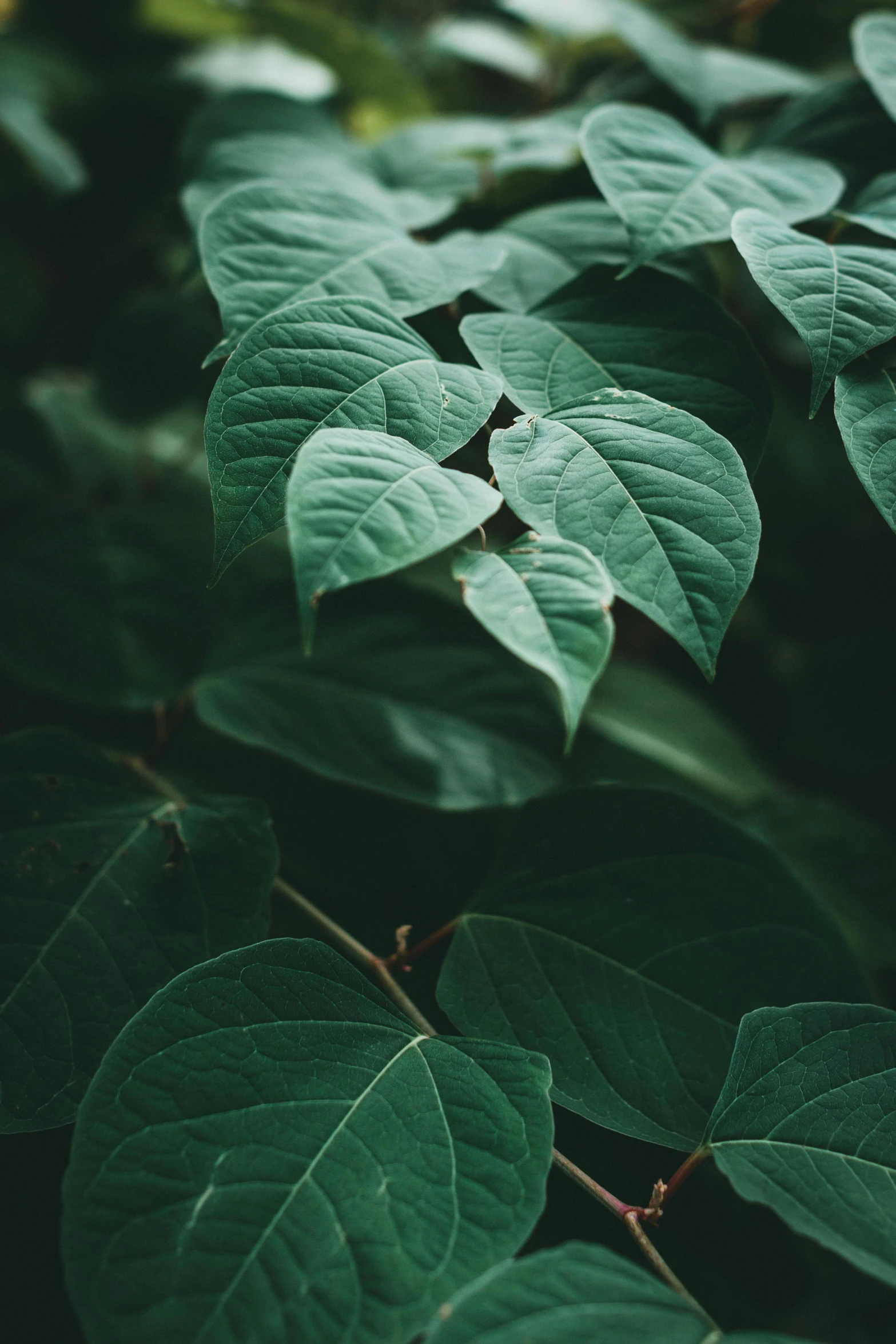 a group of green leaves on a tree