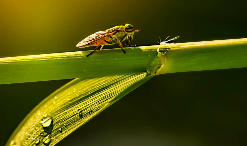 a small bug sitting on a long blade of green grass