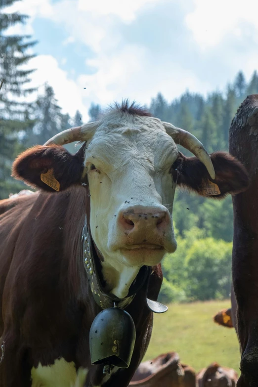 an image of two cows with tags in their ear