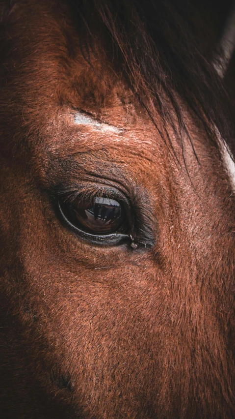 the horse has it's head turned to look down