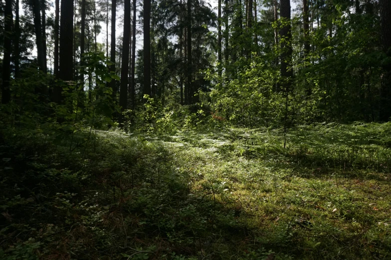 a road in the woods that runs parallel to a forest