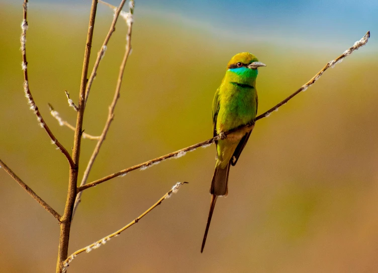 the green bird is sitting on the bare nch