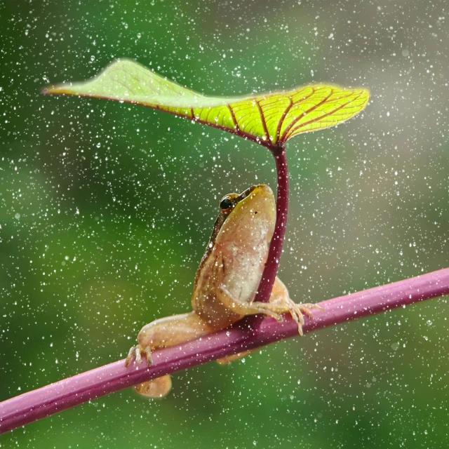 a frog sits on the stem of a plant in the rain