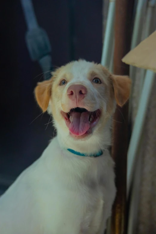 a dog sitting in a room with his mouth open