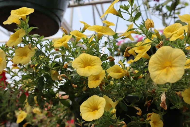 large yellow flowers growing in a pot next to a bell