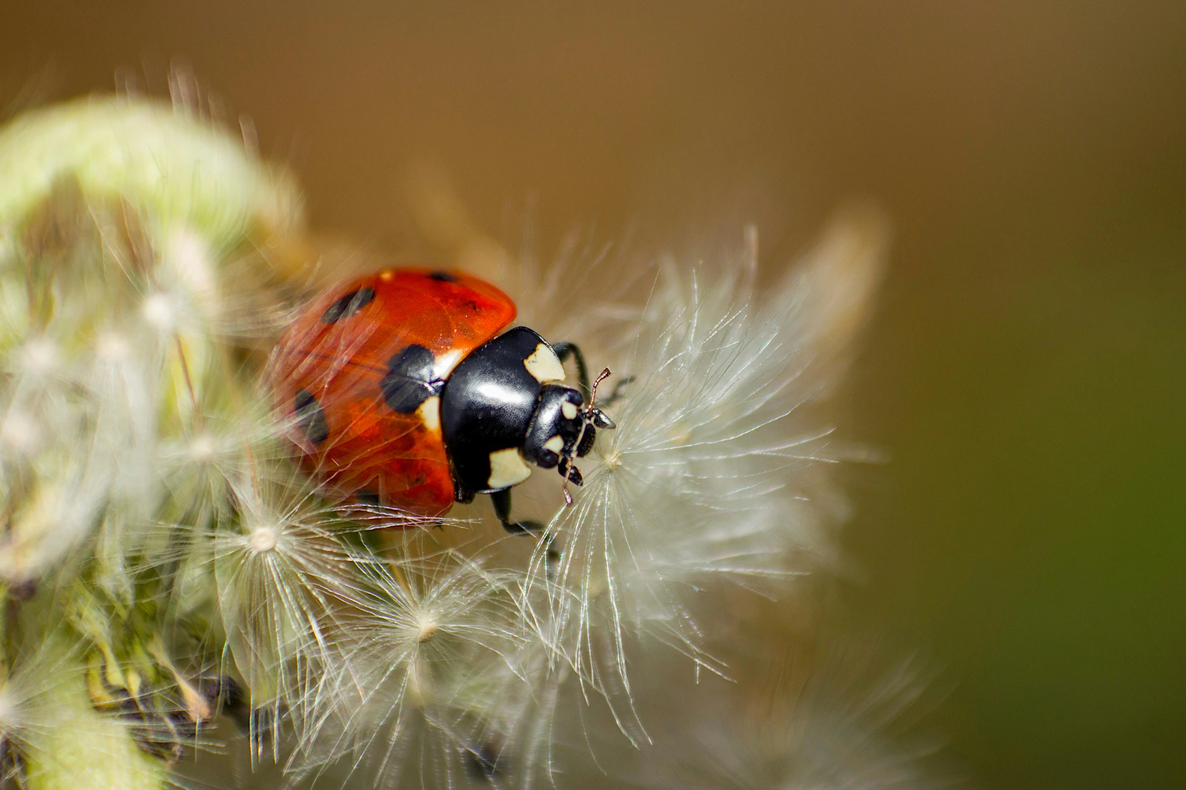 a ladybug is looking back at the camera from behind