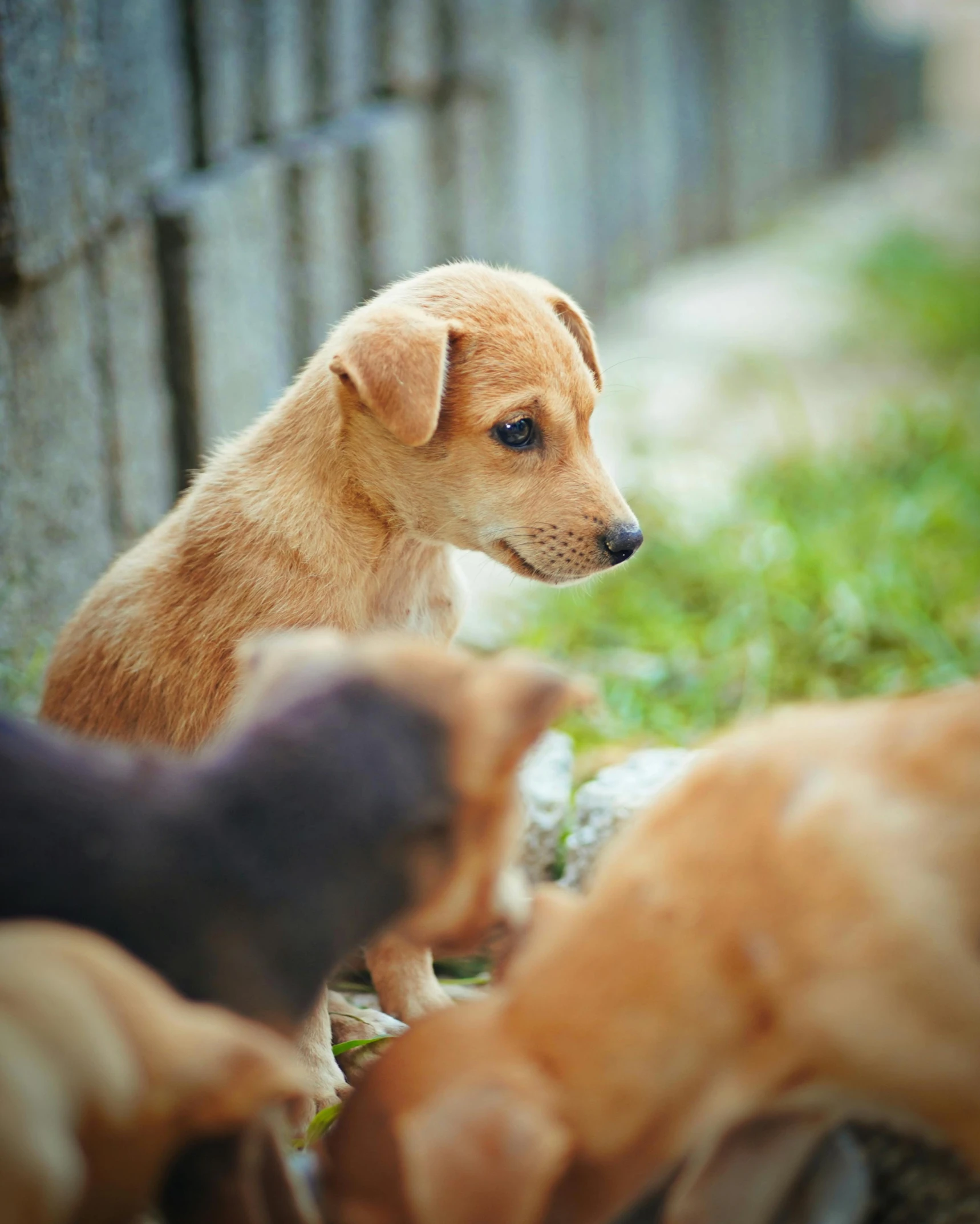 a little dog sitting in the grass and several others outside