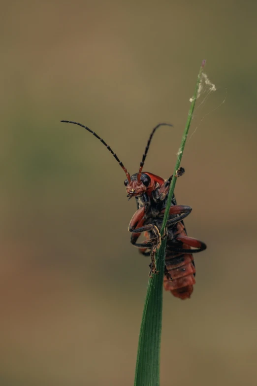 two bugs sitting on top of a green grass