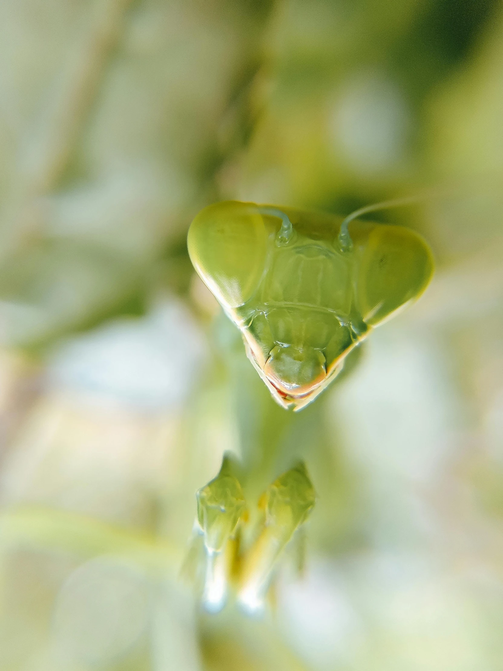 a single green leaf in a shallow s