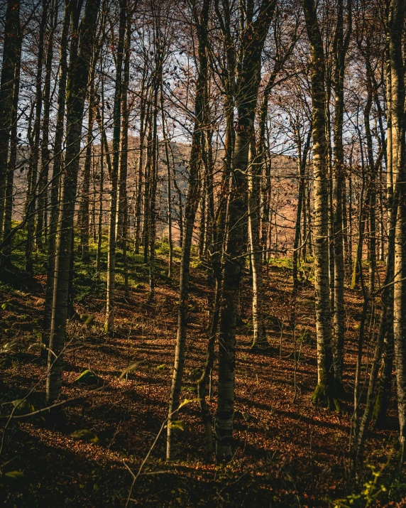 the woods have all the right color to be seen