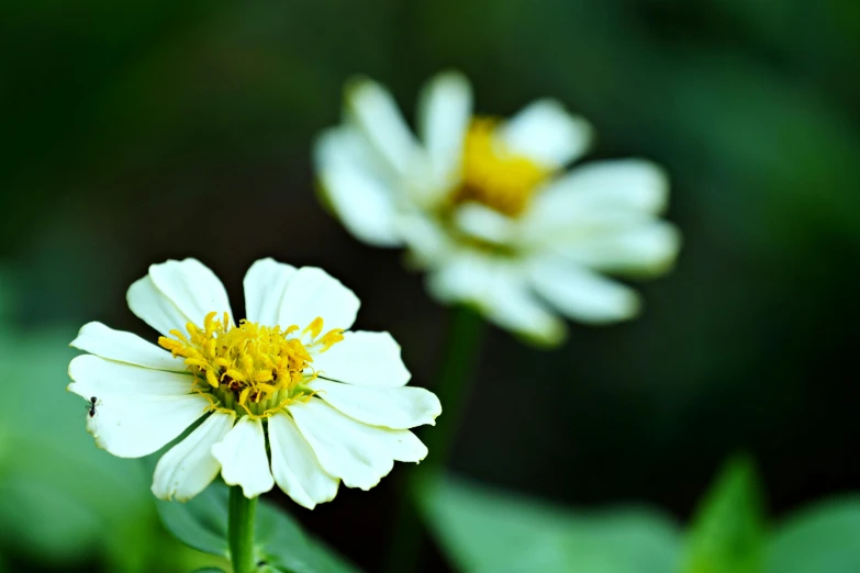 the flowers are blooming on the green stem