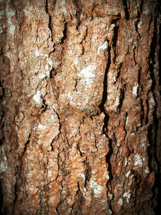 textured bark on tree showing licheny peelings