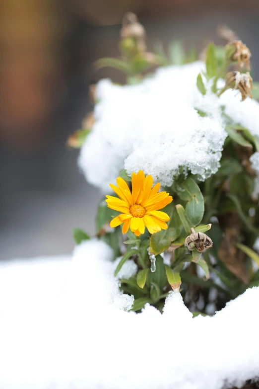 a snow covered plant with small yellow flowers