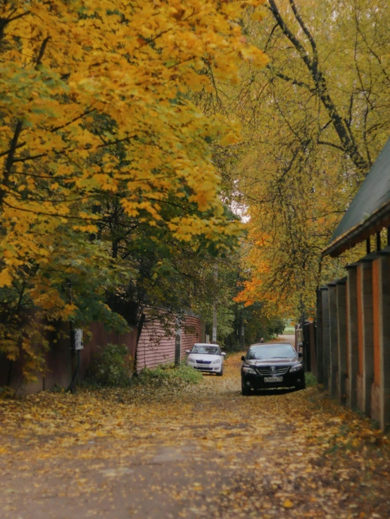 two cars parked on a leafy street