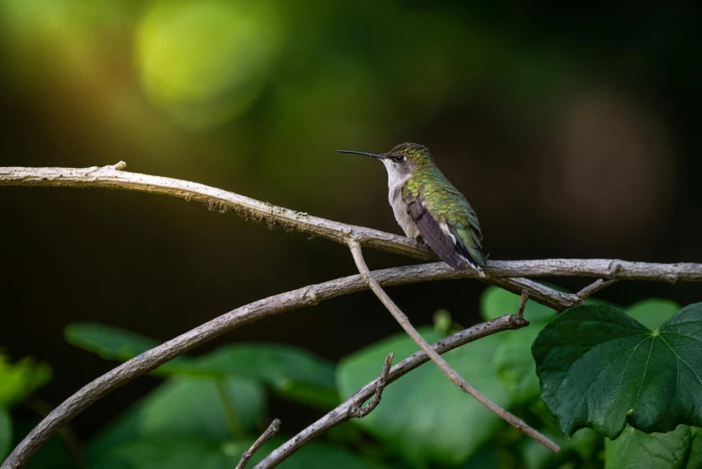 a small bird perched on top of a leaf covered nch